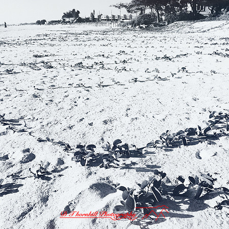 florida-march-2015-iphone-random-017