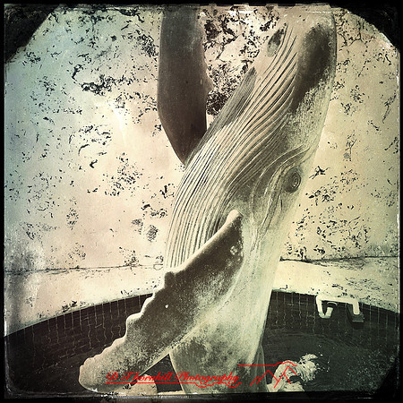 florida-march-2015-iphone-random-001