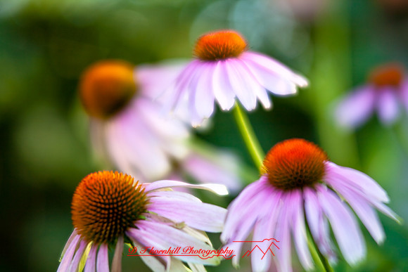 flowers-2008_21.jpg