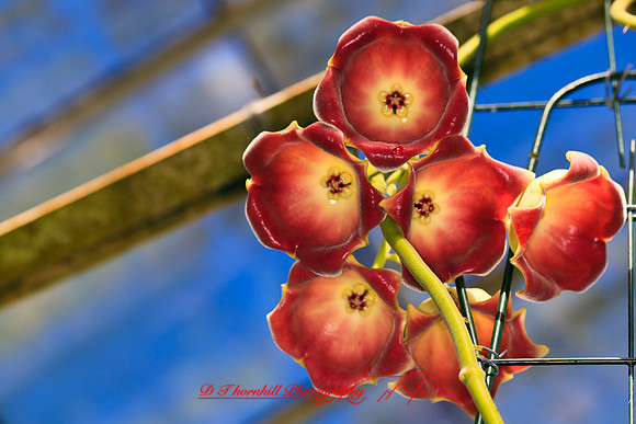 florida-flowers-2011-52