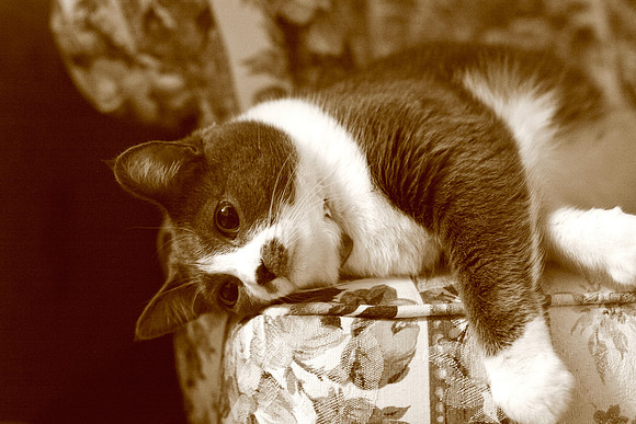 bastet_009