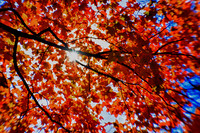 nature_images-2010_07_HDR