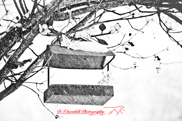 assorted_images-2009_015.jpg