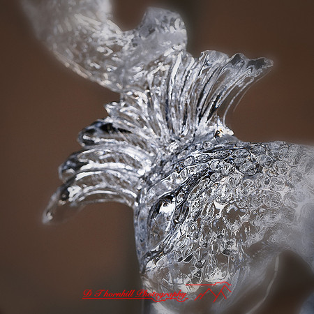 snow-fest-2012-53-nas