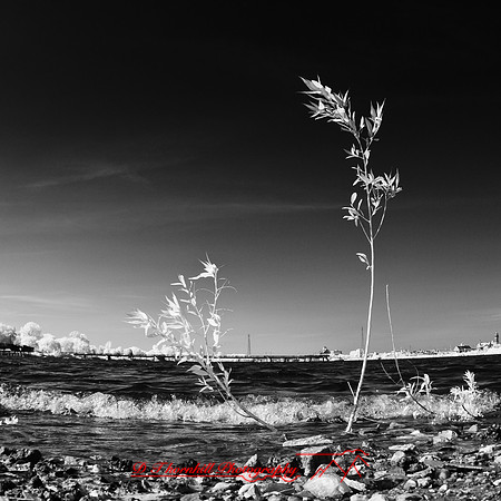 bay_city_infrared-images_2012-029