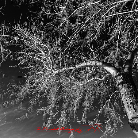 bay_city_infrared-images_2012-011