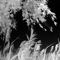 bay_city_infrared-images_2012-018