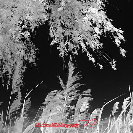 bay_city_infrared-images_2012-018