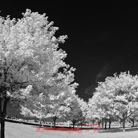 bay_city_infrared-images_2012-026