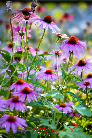 flowers-2008_30.jpg