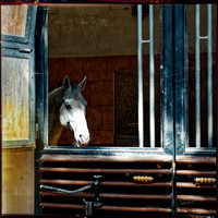 2025 Behind the scenes with the Lipizzans