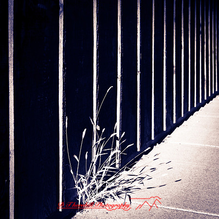 bay_city_infrared-images_2012-076