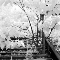 bay_city_infrared-images_2012-045