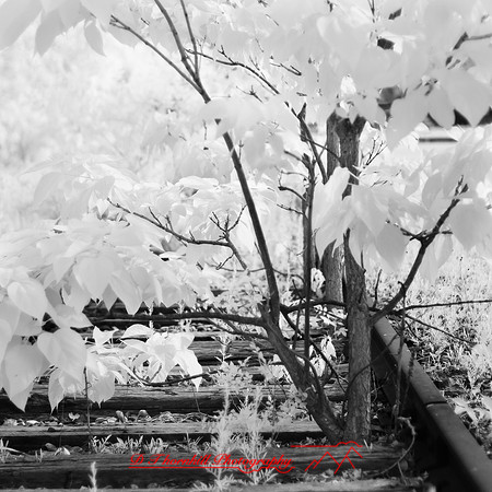 bay_city_infrared-images_2012-045