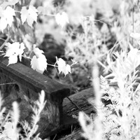 bay_city_infrared-images_2012-046