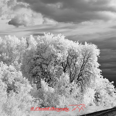 bay_city_infrared-images_2012-047