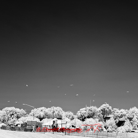 bay_city_infrared-images_2012-054