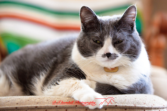 bastet_067