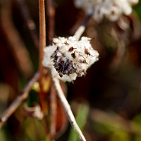 shaiawasses-april-2013-01