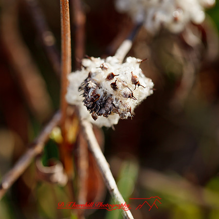 shaiawasses-april-2013-01