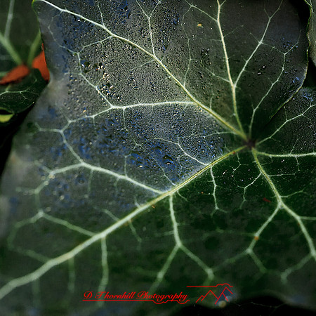 nature-images_2012-002-nas