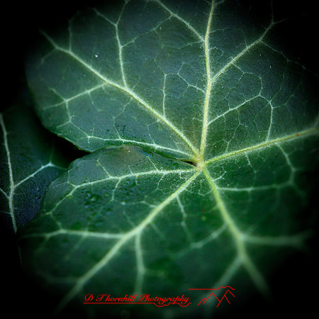 nature-images_2012-003