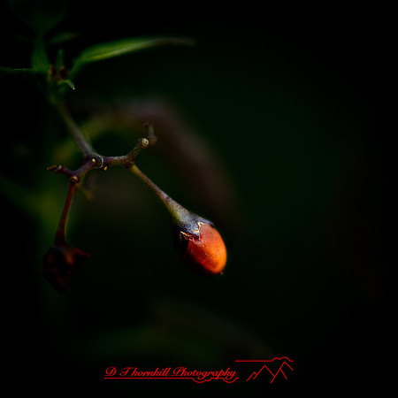 nature-images_2012-004