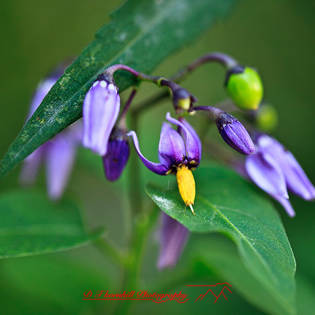 nature-images_2012-005
