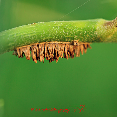 nature-images_2012-007
