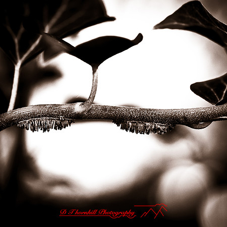 nature-images_2012-008