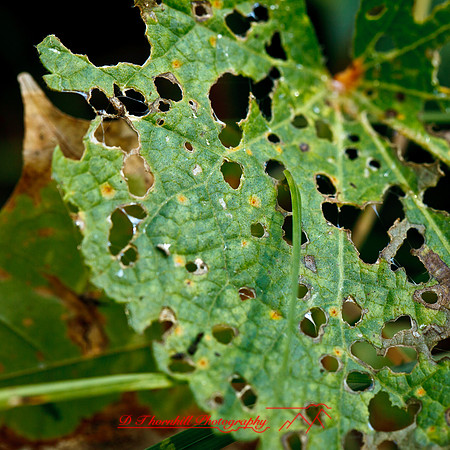 nature-images_2012-010