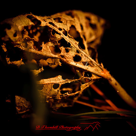 nature-images_2012-011