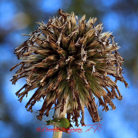 nature-images_2012-012