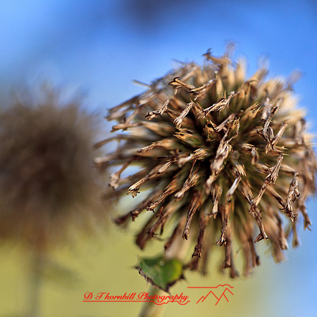 nature-images_2012-013