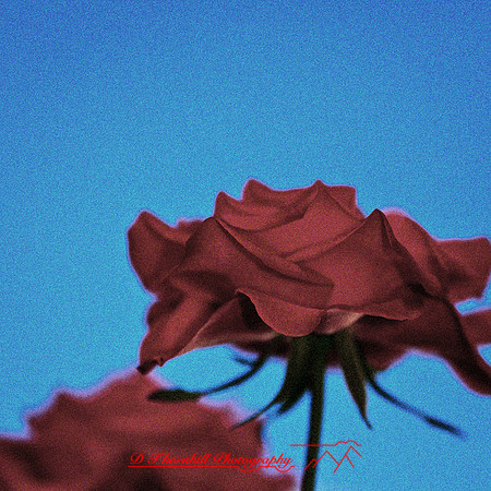 nature-images_2012-015-nas