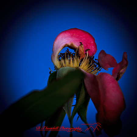 nature-images_2012-016