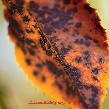 nature-images_2012-017