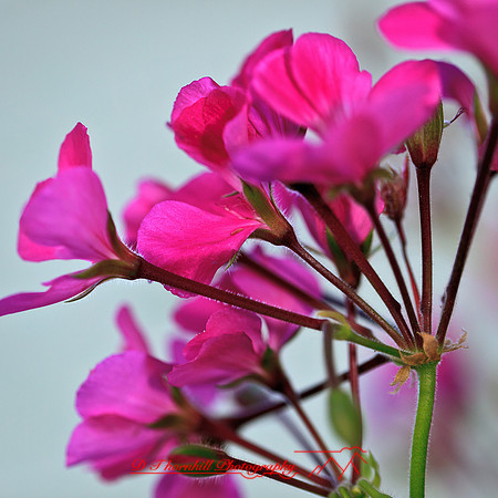 nature-images_2012-018