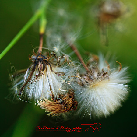 nature-images_2012-019-nas
