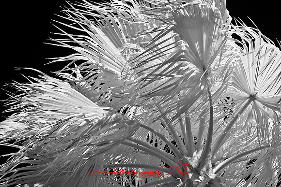 florida-infrared-nature-2011-07-nik