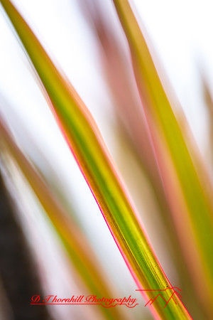 florida-nature-images-2011-05