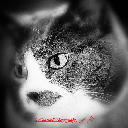 bastet_2012-03-nas
