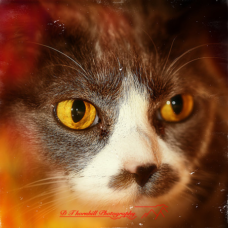 bastet_2012-04-nas