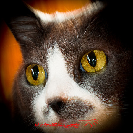 bastet_2012-05