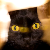 ramsses-2012-01