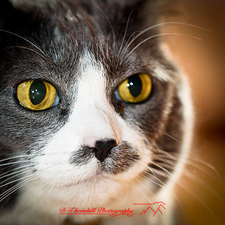 bastet_2012-01