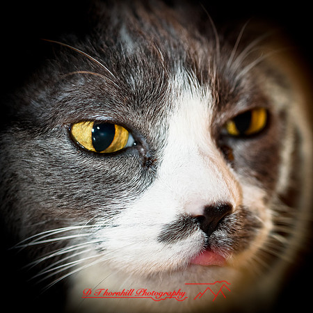 bastet_2012-02