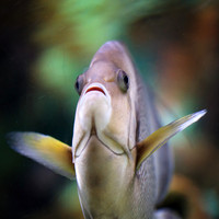 florida-nov-2014-sealife-011