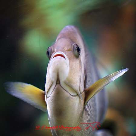 florida-nov-2014-sealife-011