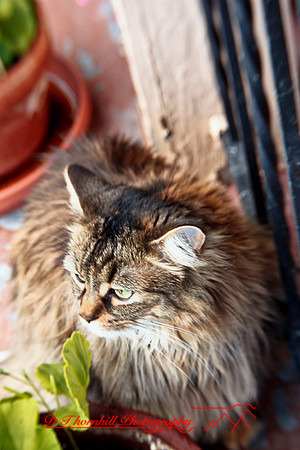 l-m_cats-2011-08-nas